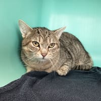 YODA C, chat à adopter