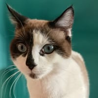 ETOILE C, chat à adopter