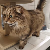 MANOU, chat à adopter