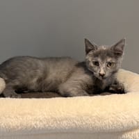 AWA, chatte à adopter
