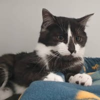 WALDO CHA, chatte à adopter