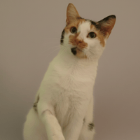 CONFETTI CHA, chatte à adopter