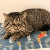 P'TIT LUTIN, chat à adopter