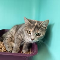 MITAINES C, chatte à adopter