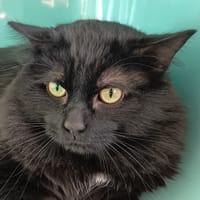 NOVA C, chat à adopter