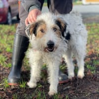 NORBERT, chien à adopter