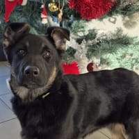 KARMA QCN, chienne à adopter
