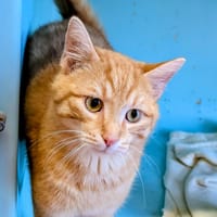 Flambi [Chaton], chat à adopter