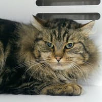 TIGROU, chat à adopter