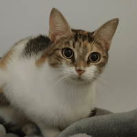 MINETTE CHA, chatte à adopter