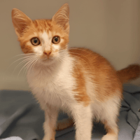 KAMEL CHA, chat à adopter