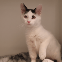 PORCINET CHA, chat à adopter