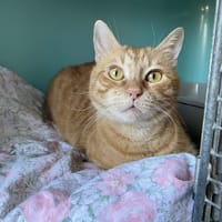 EDDY, chat à adopter