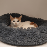 ROSE CHA, chatte à adopter