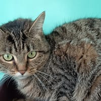 JINGLE C, chatte à adopter