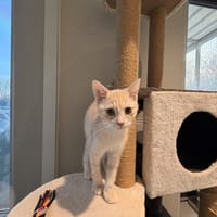 AIRBUS, chat à adopter