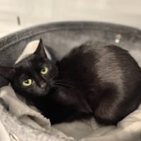 Chafouin, chatte à adopter