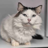 MUTA, chat à adopter