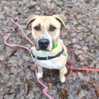 COSMOS, chien à adopter