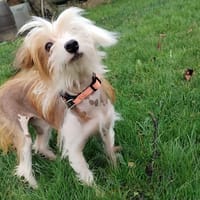 Pivoine, chienne à adopter