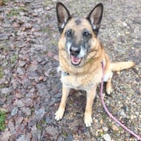 JASPER, chien à adopter