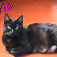 gloria, chatte à adopter