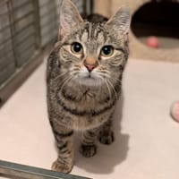 AYMEE, chatte à adopter