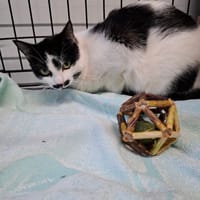 Karioka, kotka do adopcji