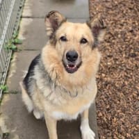 verschmuste, sanfte und liebe Alicia, Hündin zur Adoption