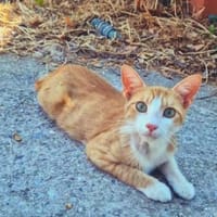 Offener, junger Kater Luis, Kater zur Adoption