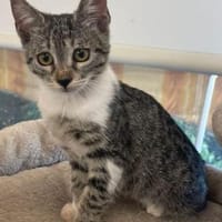 Liebevolle junge Katzen Chiara und Cora, Katze zur Adoption