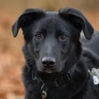 verschmuster, sanfter und lieber Coro, Hund zur Adoption