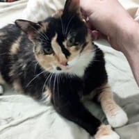 Zarte, hübsche Katzendame Lia, Katze zur Adoption