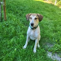 Piper sucht ihr eigenes Zuhause, Hündin zur Adoption