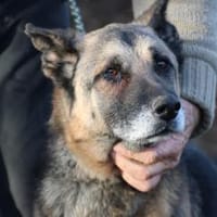 Ojade - kinderlieb u. sehr zutraulich, Hündin zur Adoption