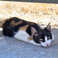 Junge Katze mit Charakter .... Mia, Katze zur Adoption