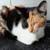 Marie und Zella verlieren ihr Zuhause, Katze zur Adoption