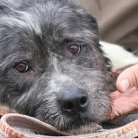Bono - ruhig u. sehr verschmust, Hund zur Adoption