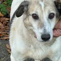Smirre - ruhig u. sehr verschmust, Hund zur Adoption