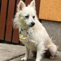 Gino - schüchterner Spitz sucht Zuhause, Hund zur Adoption