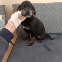 ❤Annabell - Hoffnung für 5 Geschwister, Hündin zur Adoption