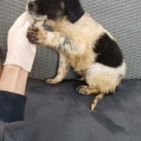 ❤Alfi - Hoffnung für 5 Geschwister, Hund zur Adoption