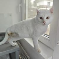 Hübscher, tapferer Kater Cole, Kater zur Adoption