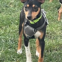 Ron5 sucht ein Zuhause, Hund zur Adoption