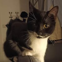 Zella und Marie verlieren ihr Zuhause, Katze zur Adoption