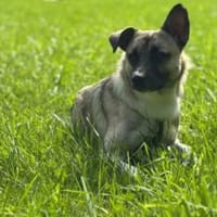 Tiger Lebenslustiger Rüde sucht Zuhause, Hund zur Adoption