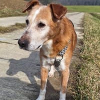Opi Otto sucht seine Menschen, Hund zur Adoption