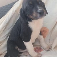 ❤Antonia - Hoffnung für 5 Geschwister, Hündin zur Adoption