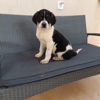 ❤Anton - Hoffnung für 5 Geschwister, Hund zur Adoption