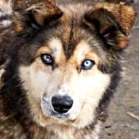 Lexy sucht liebevollen Anschluss, Hündin zur Adoption